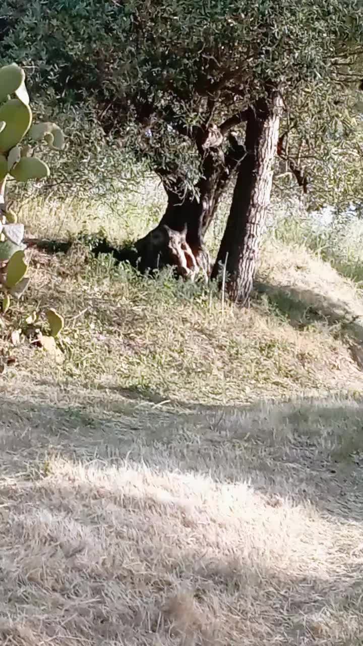 @la_barca_dellanima