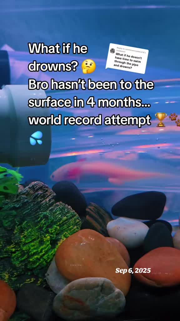 @Eli and Axolotl City