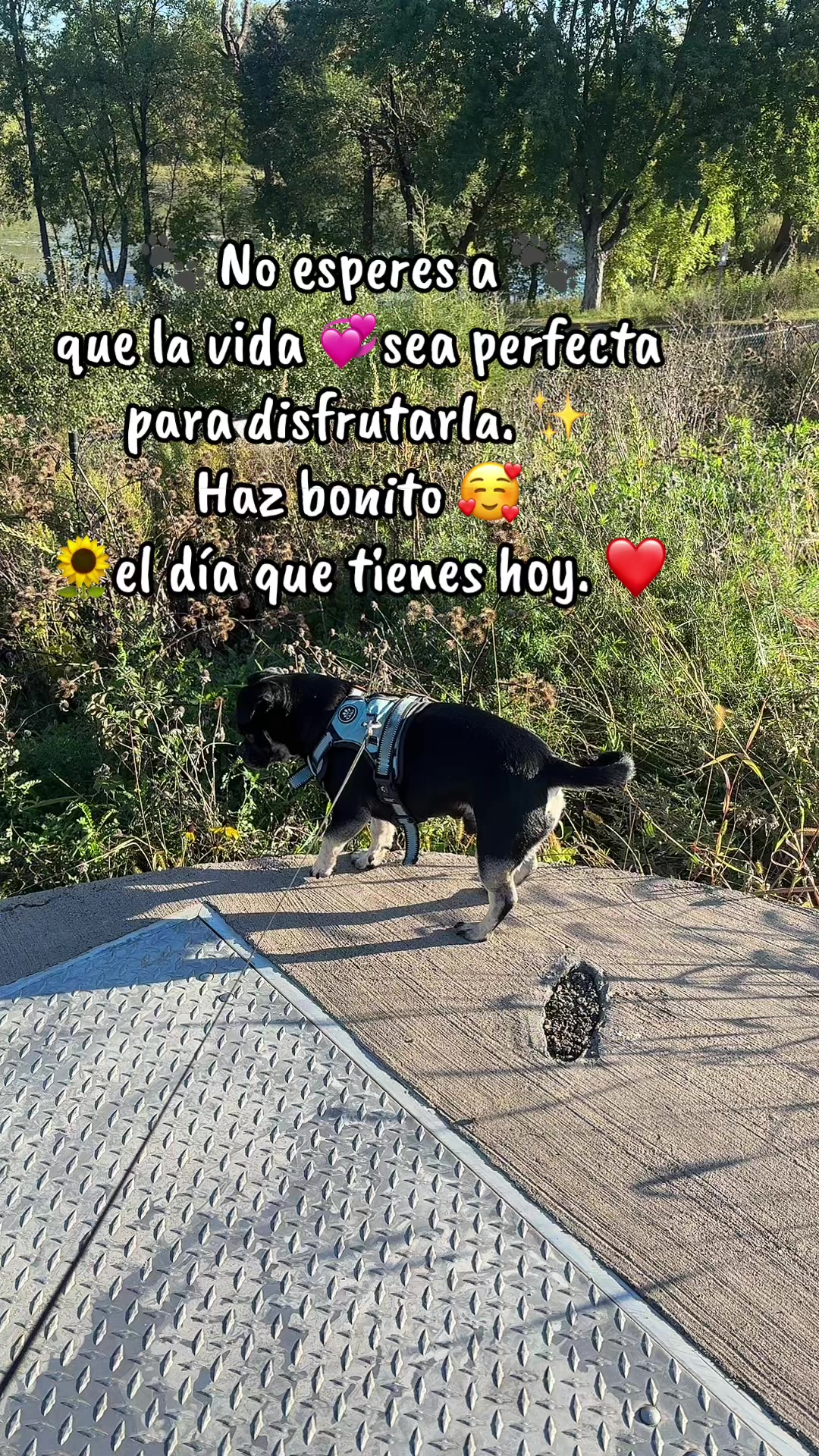 @🍂🍁🌻OTOÑO 🌻🍂🍁