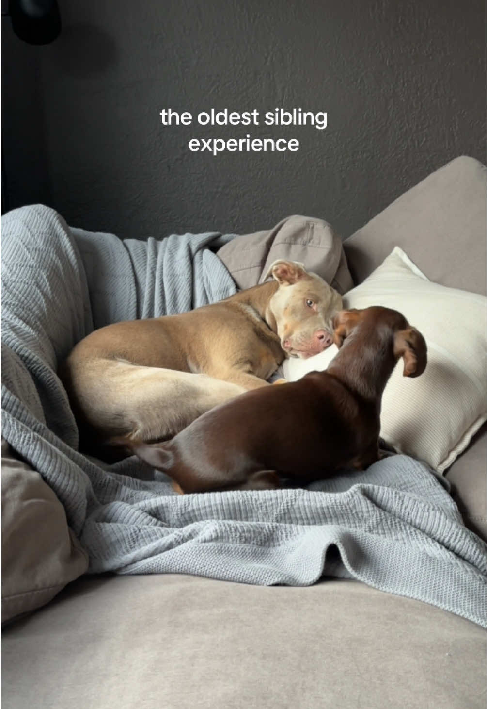 @rhubarb the doggo