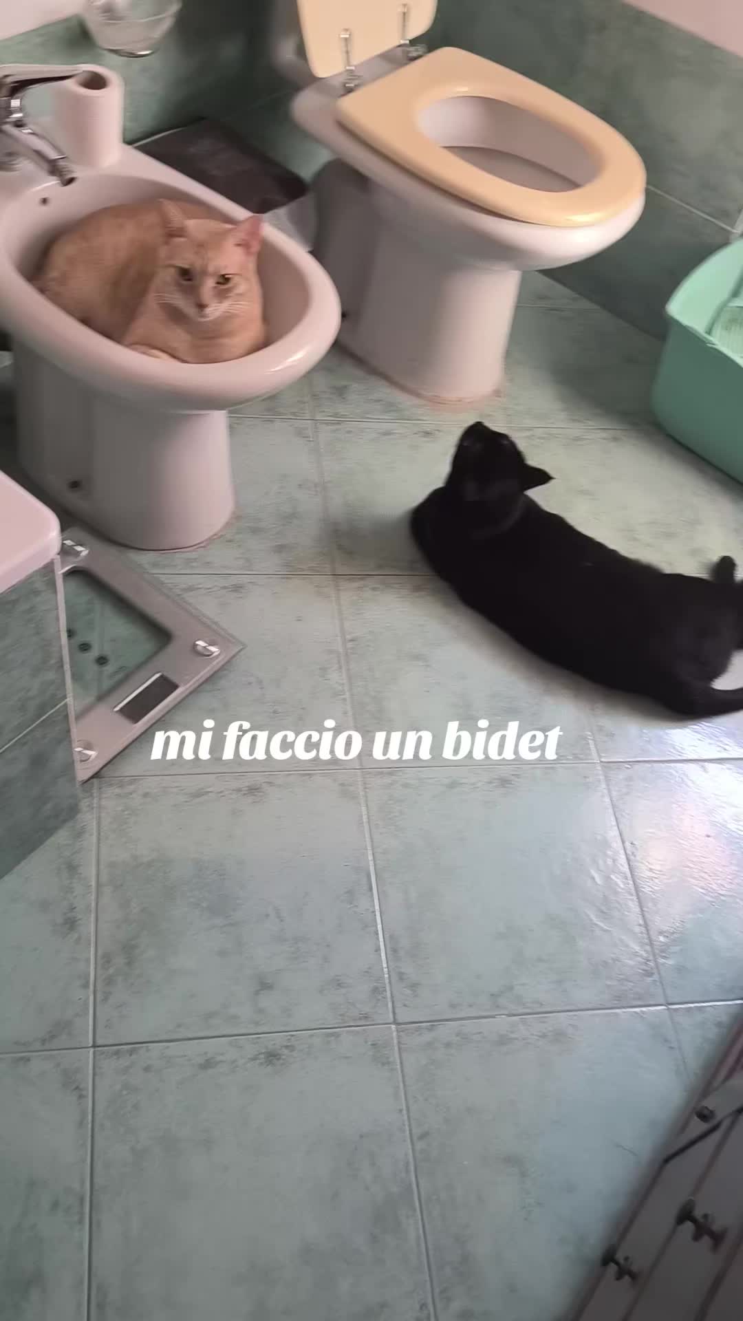 @Pina