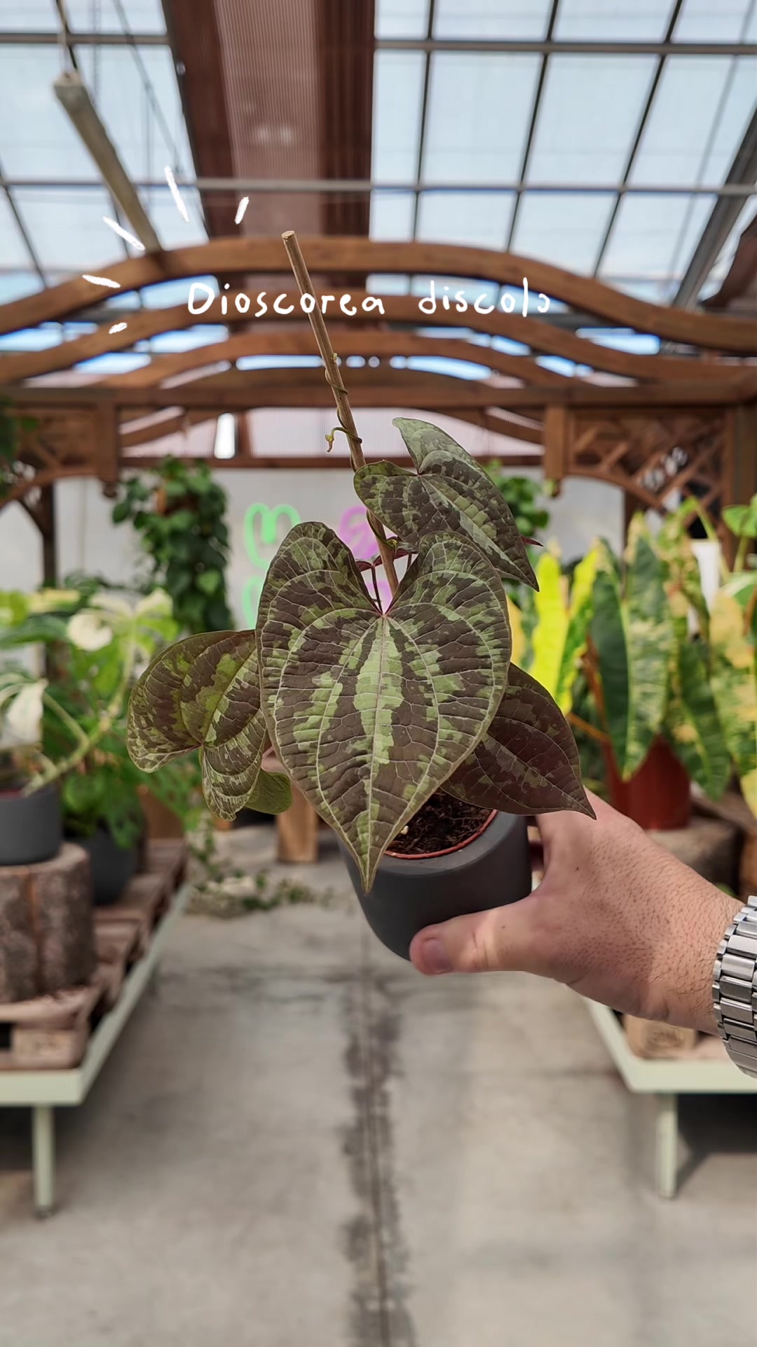 @Garden Center Brioli