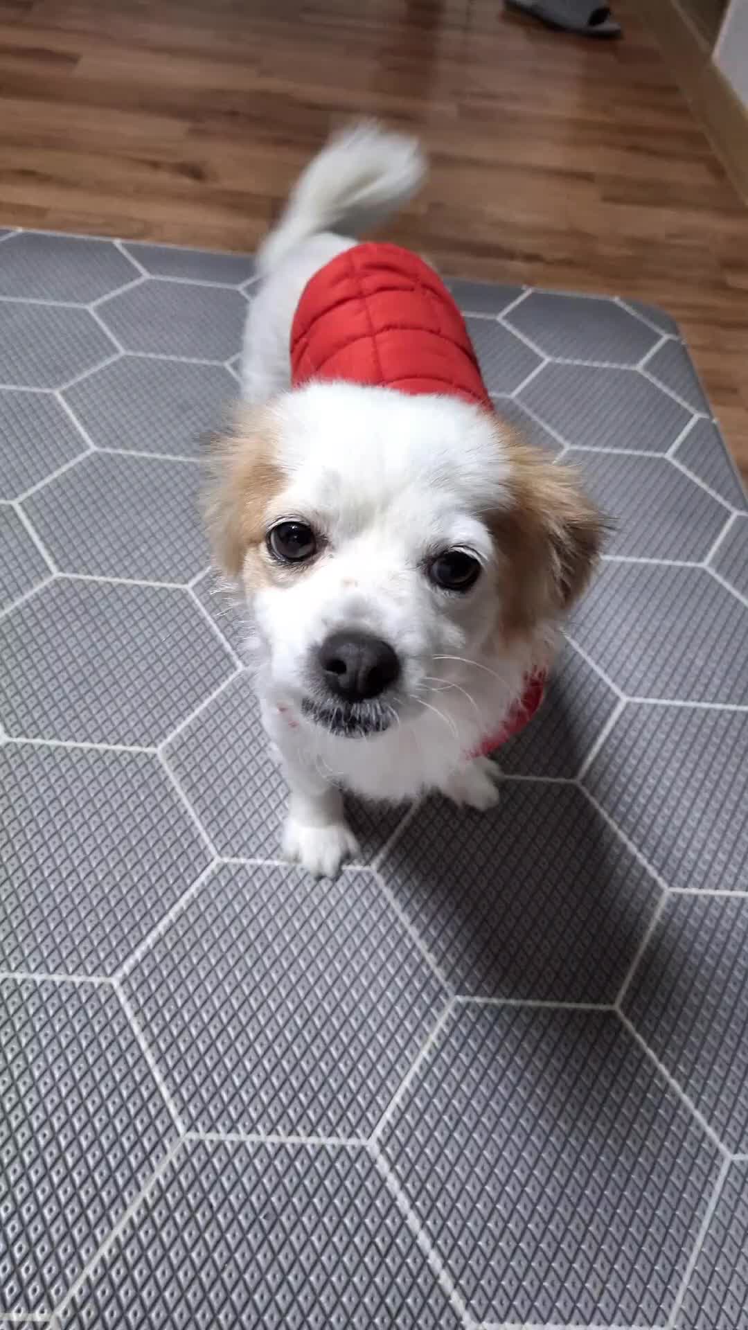 @시골콩콩이