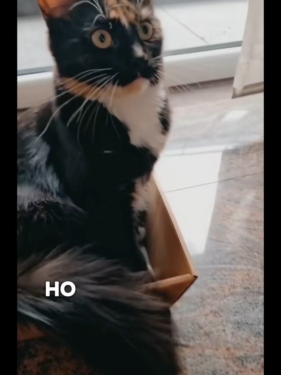 @GlaMurka🐈