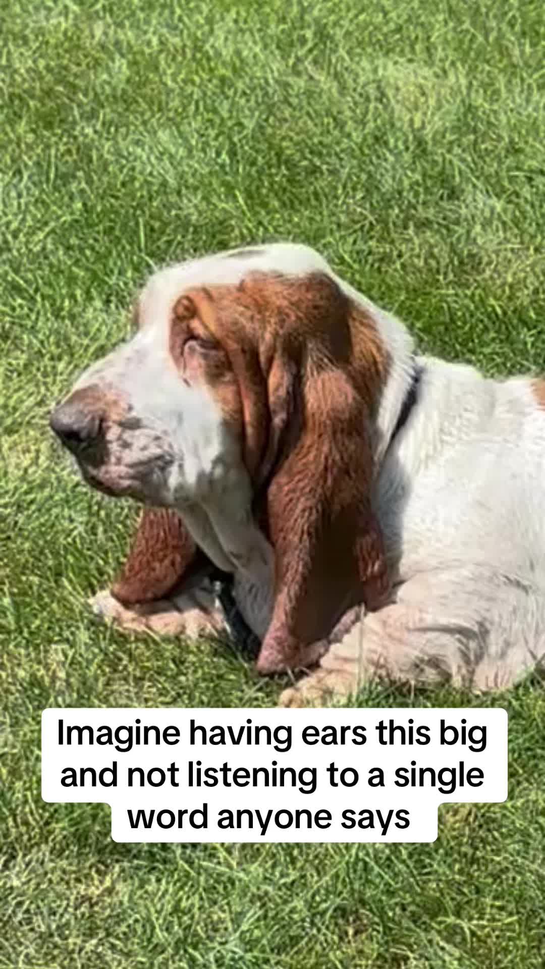 @Lisa 🐾🐶