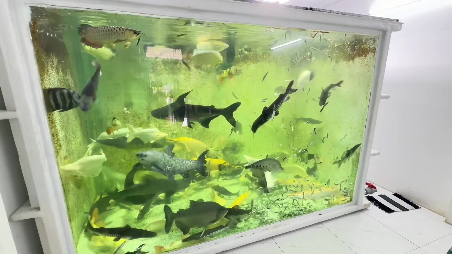 @Phát Đạt Bán Cá 😎🐠🦈