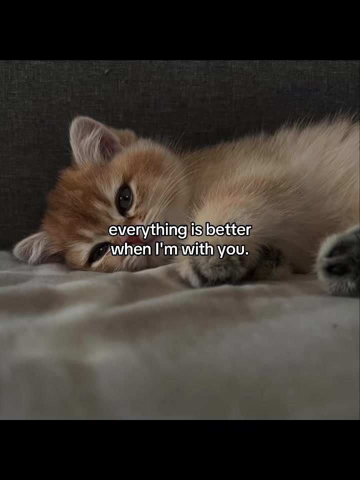 @deep.meow
