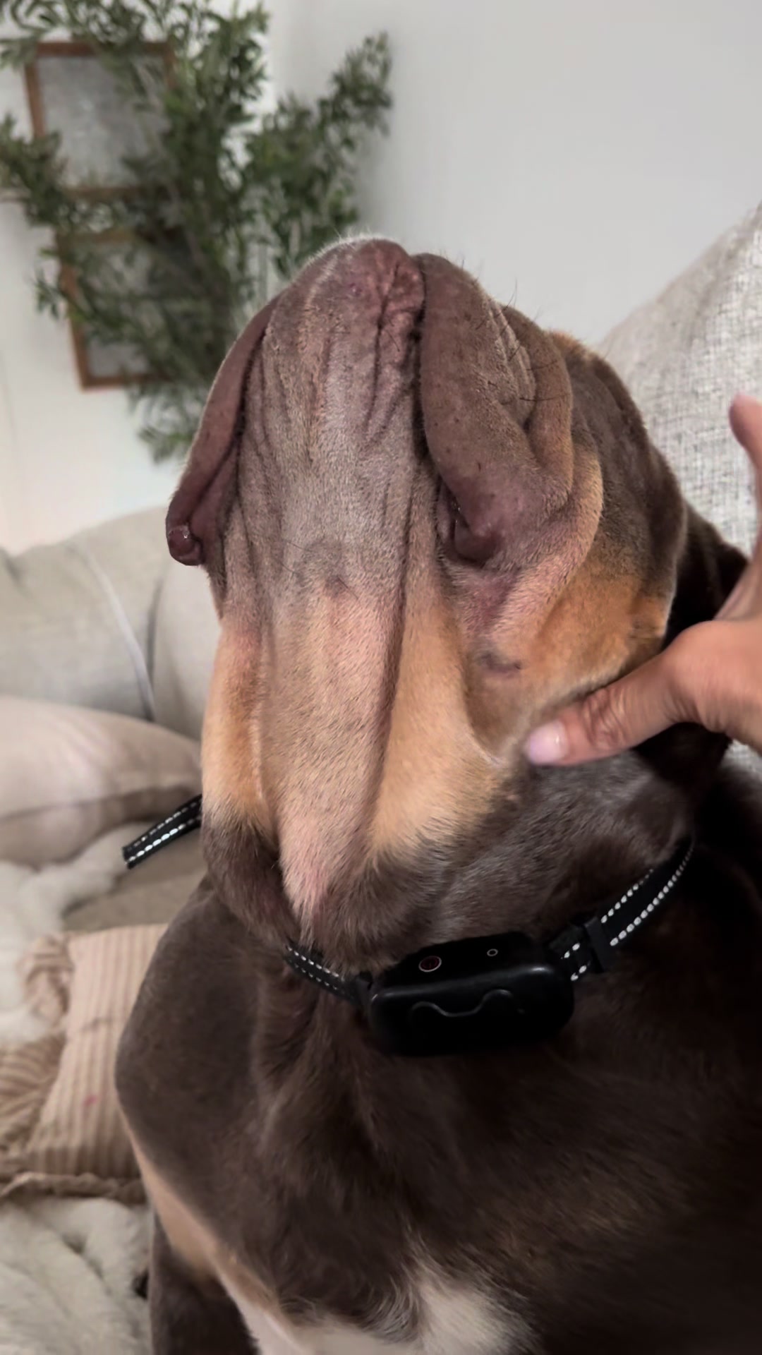 @RawlsTheBulldog