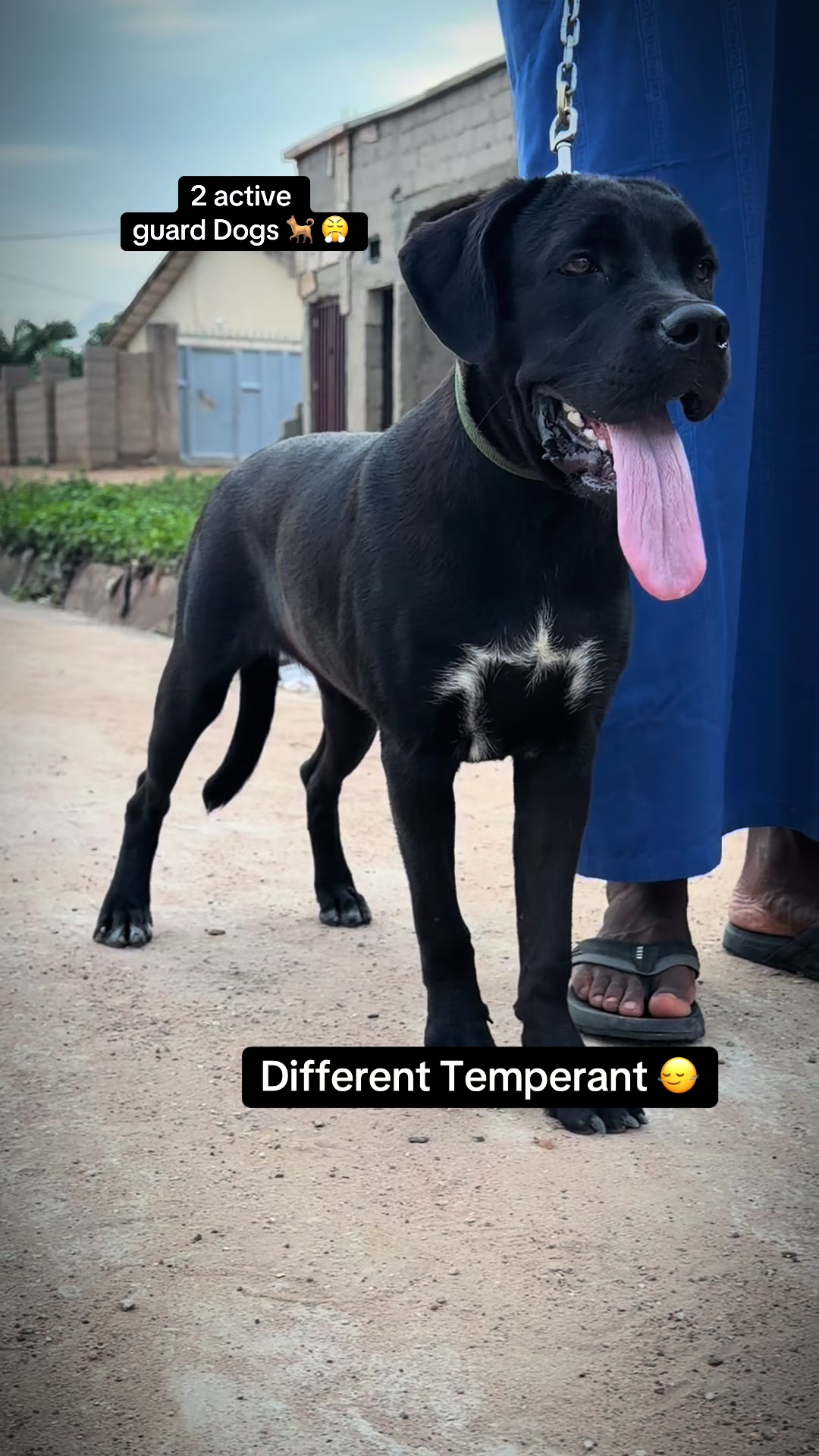 @Nala & Eshe 🦴🐶