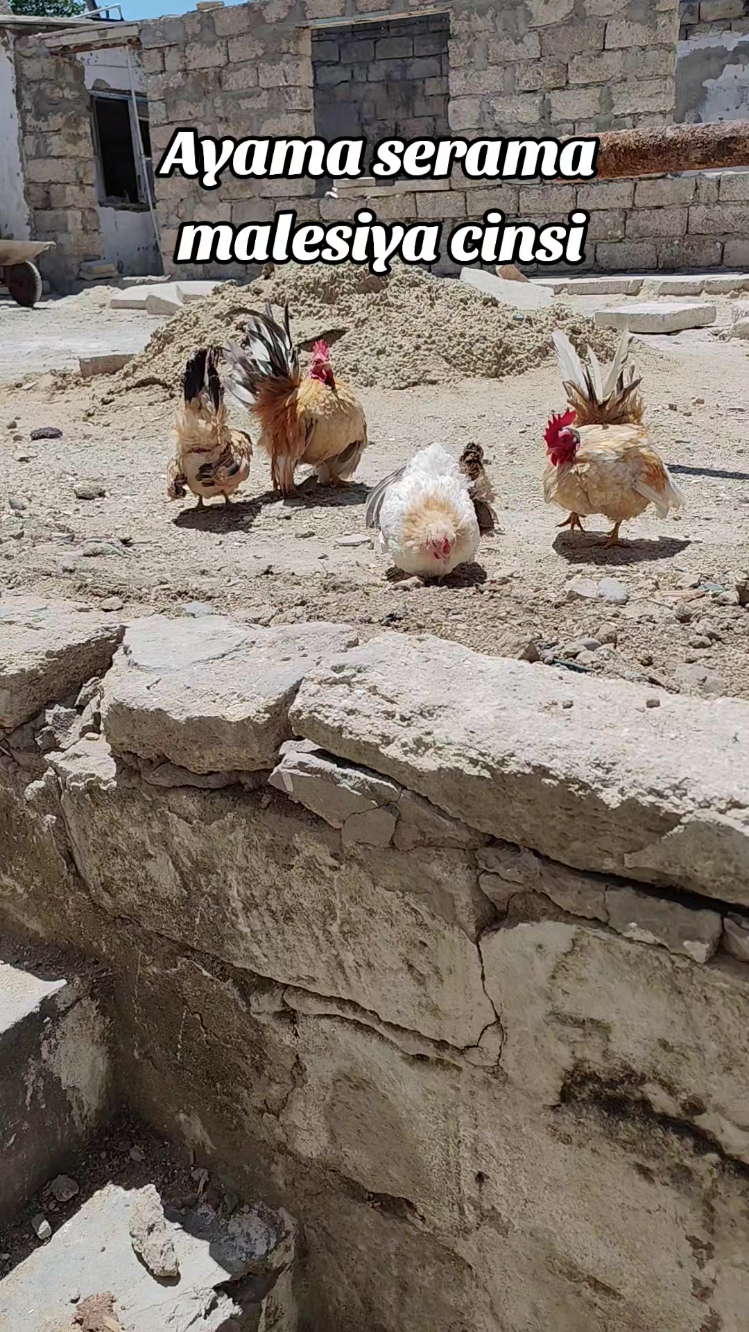 @MAŞTAĞA_QUŞCULUĞ