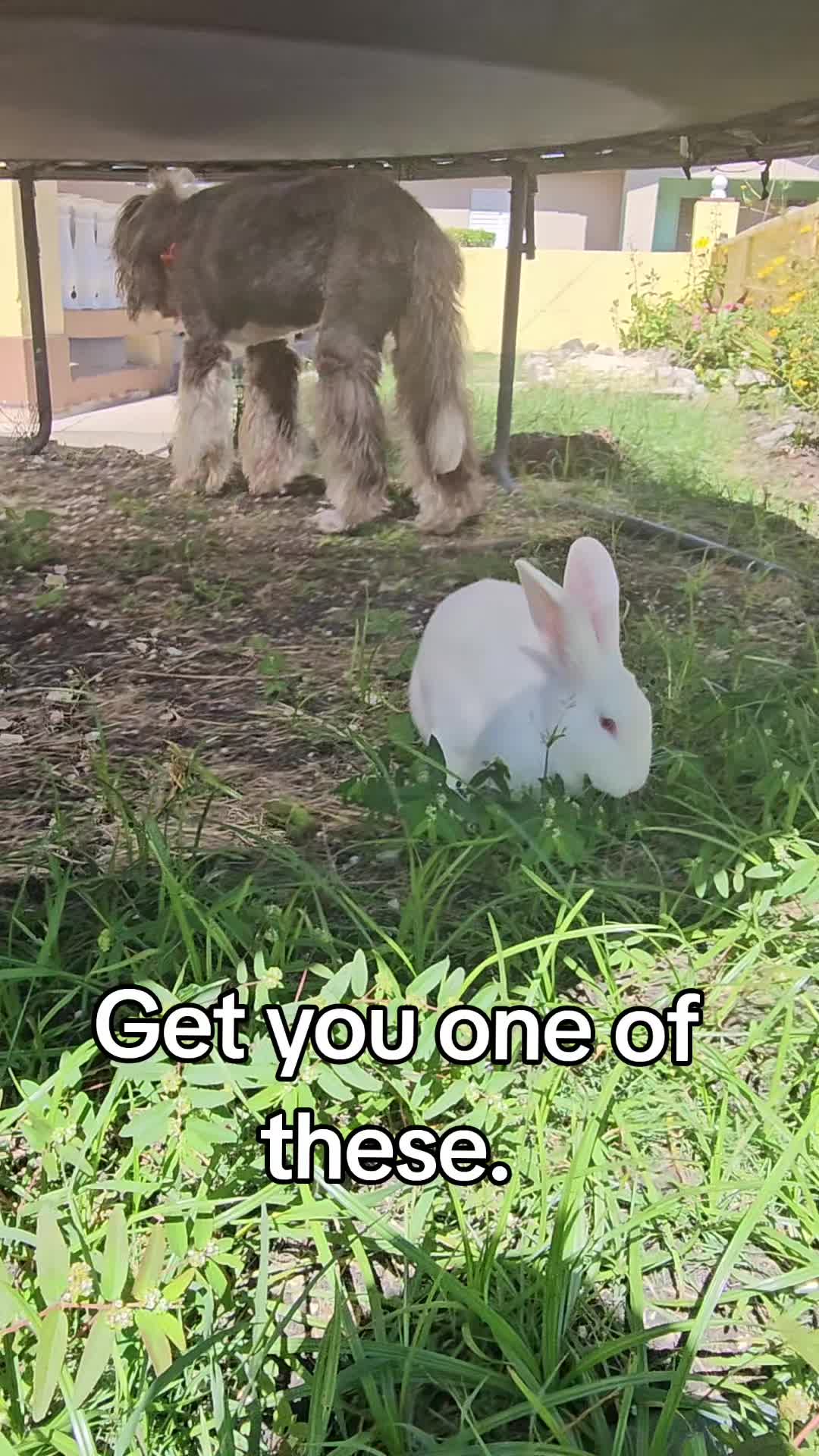 @MixedPetCollective
