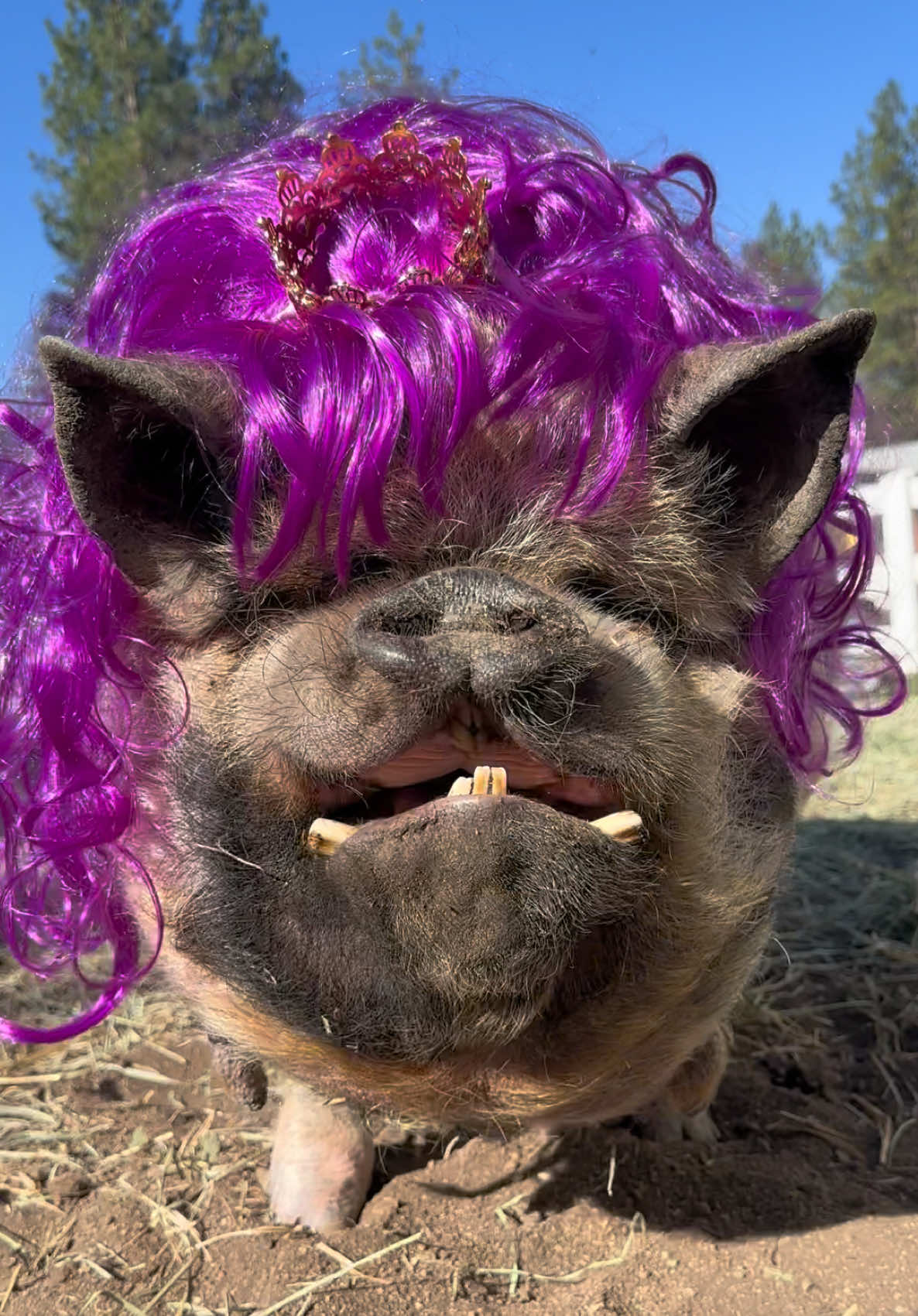 @thewinstonthepig