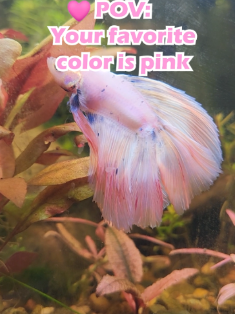 @Wicked Bettas