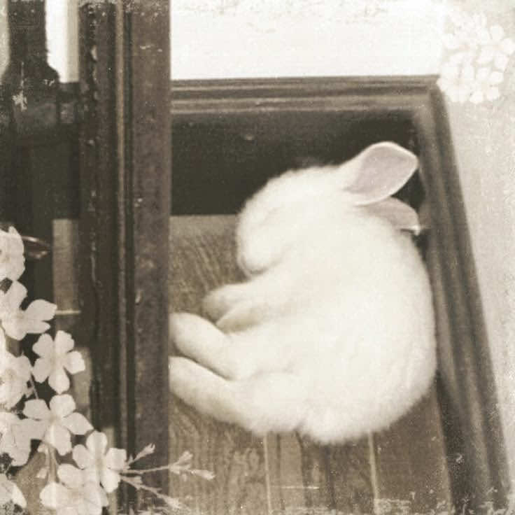 @꒰ྀི১ 𝒜𝓃𝑔ℯ𝓁 ໒꒱ིྀ