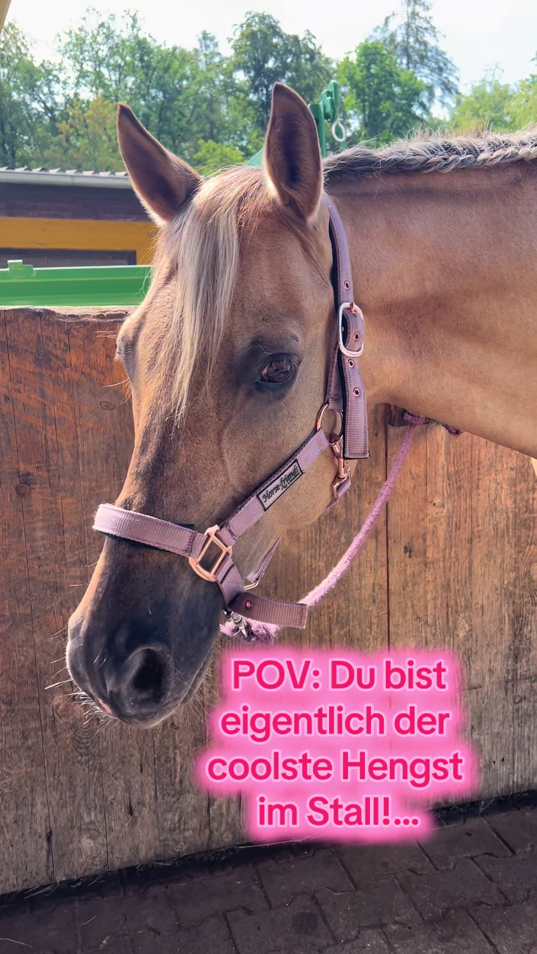 @Sissy und der wilde Pinsel