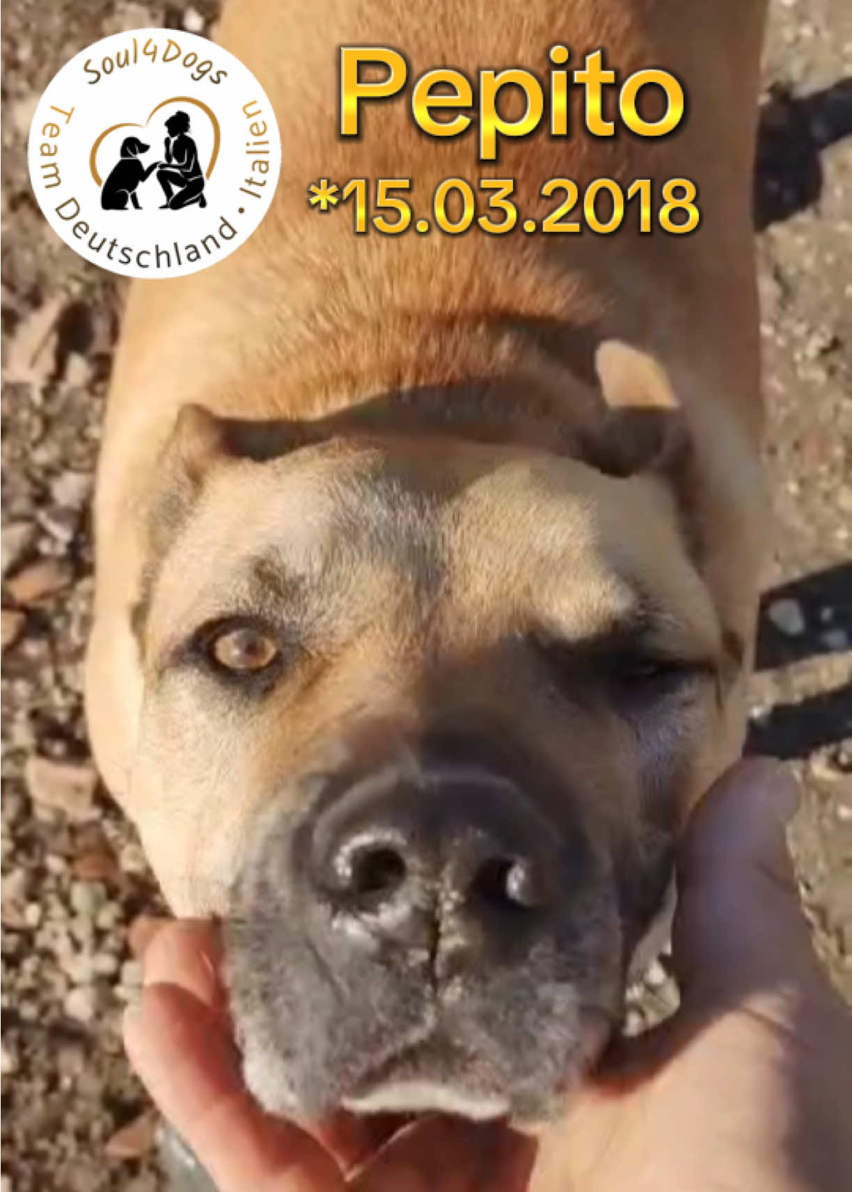 @soul4dogs