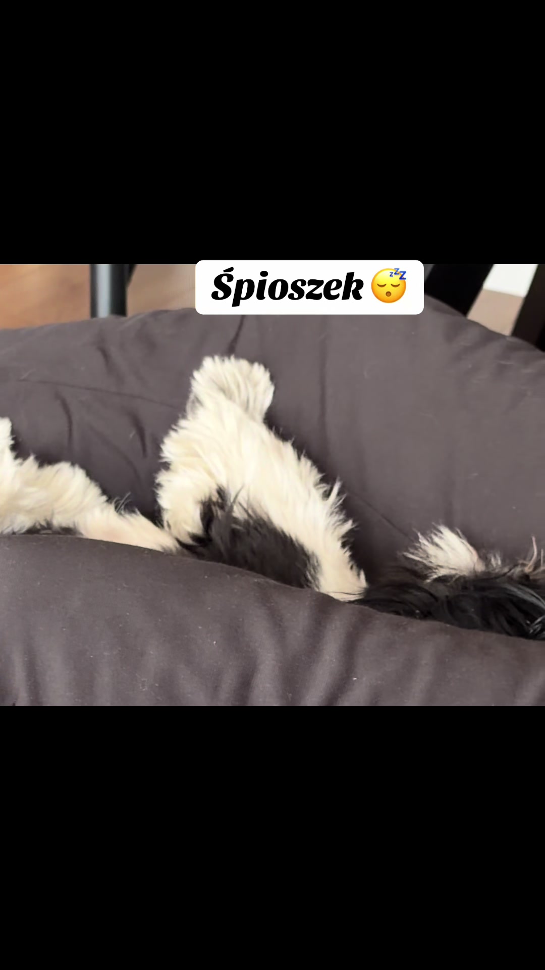 @Cleo shih-tzu