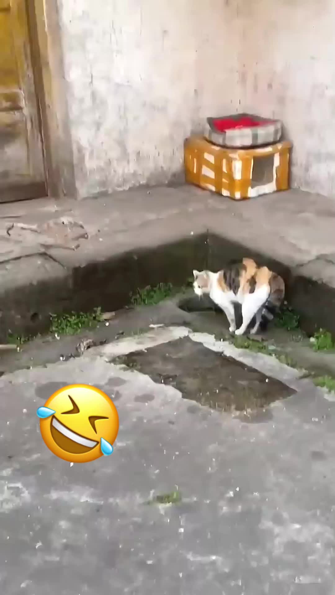 @Funny_pets