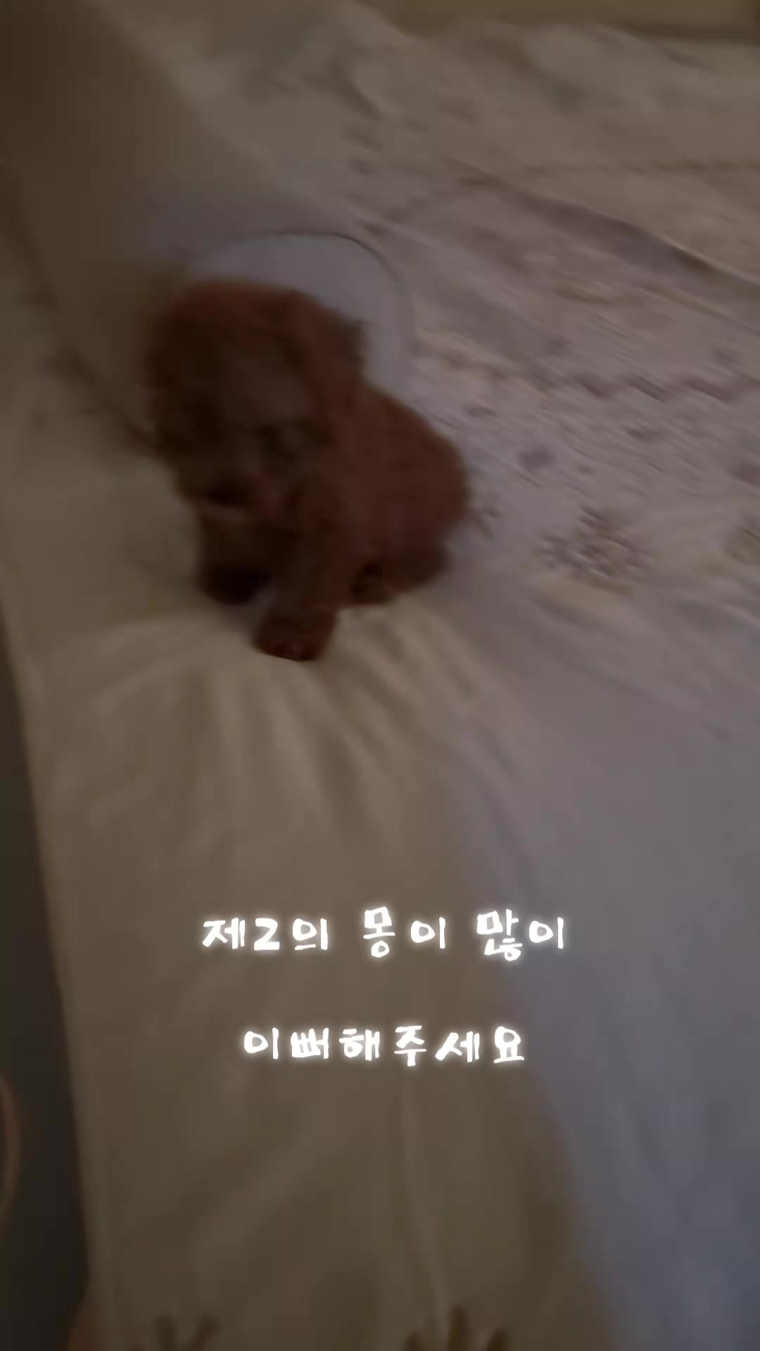 @몽이쒸네~푸들