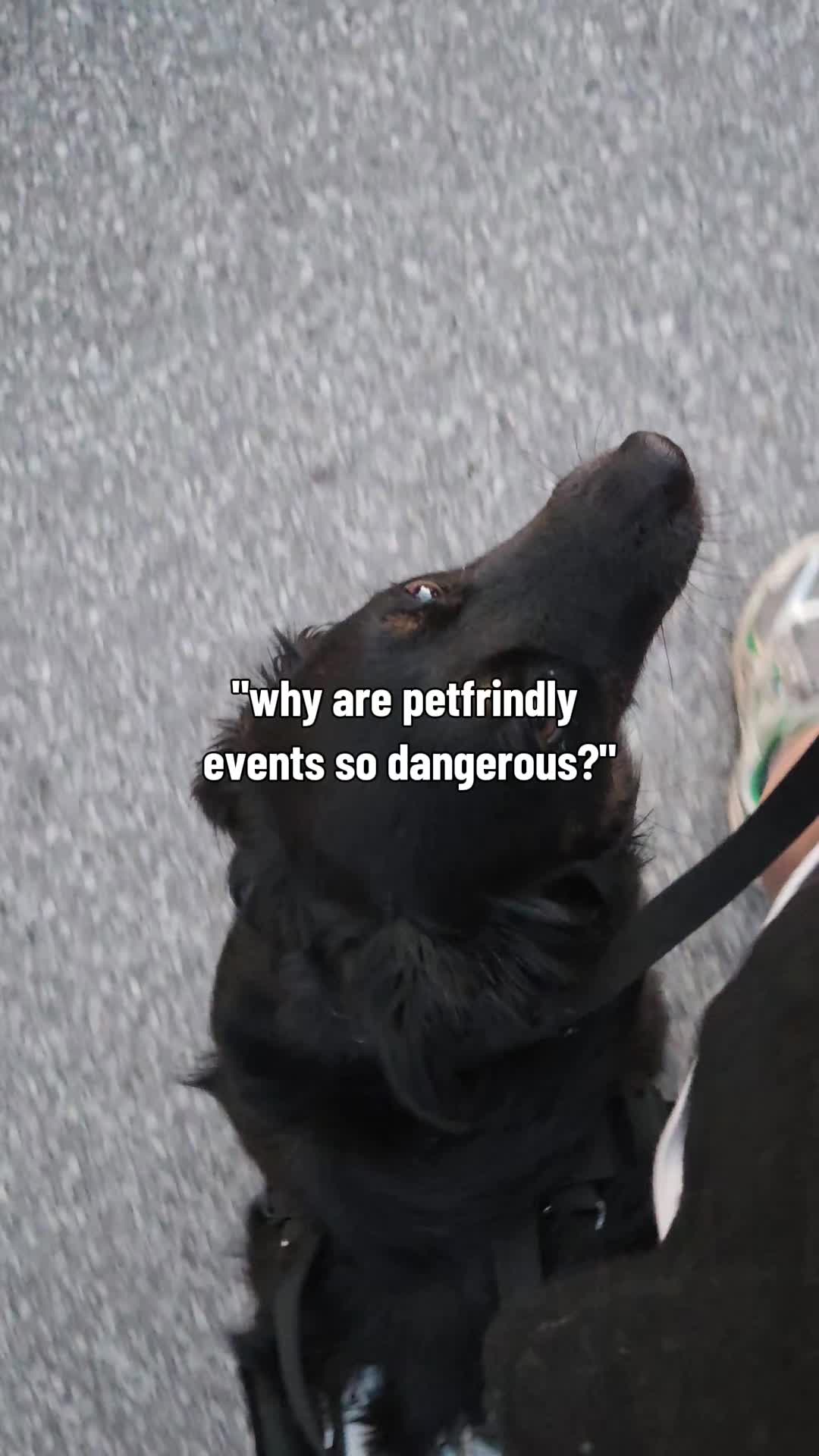 @Nala the Service aussie