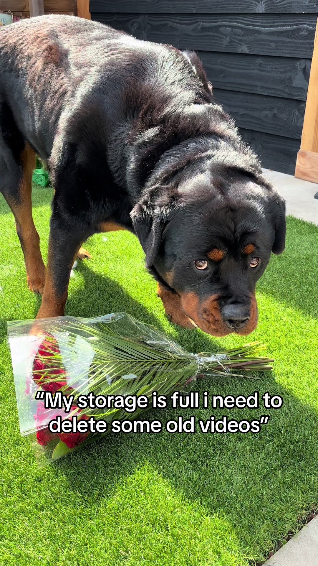 @Dyce de rottweiler