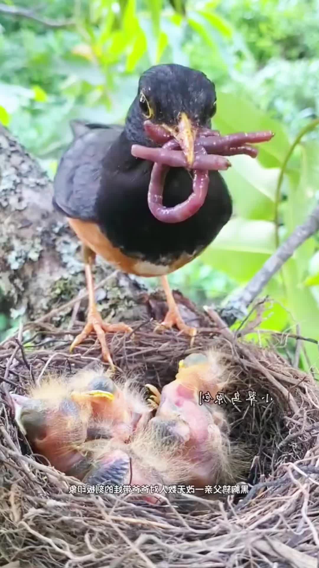 @gyfhvavmjg7
