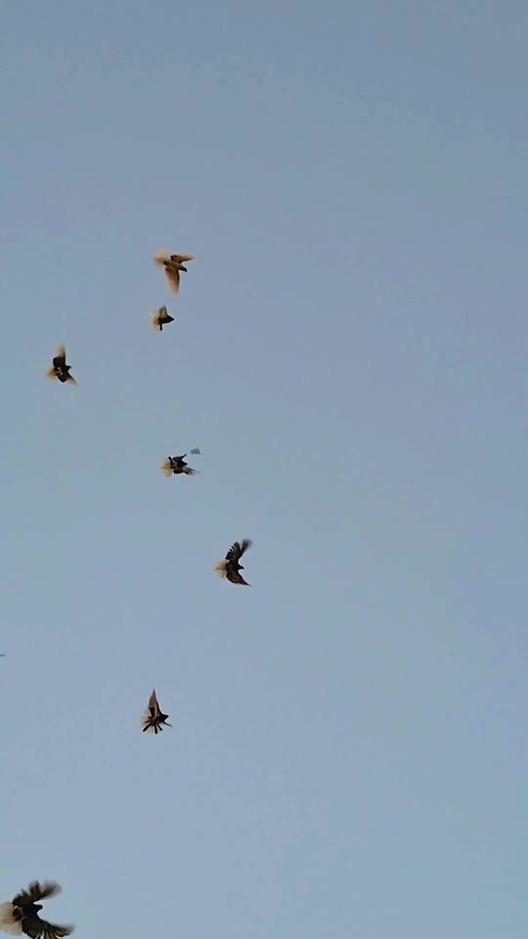 @Pigeons Tv