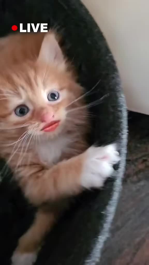 @GlaMurka🐈