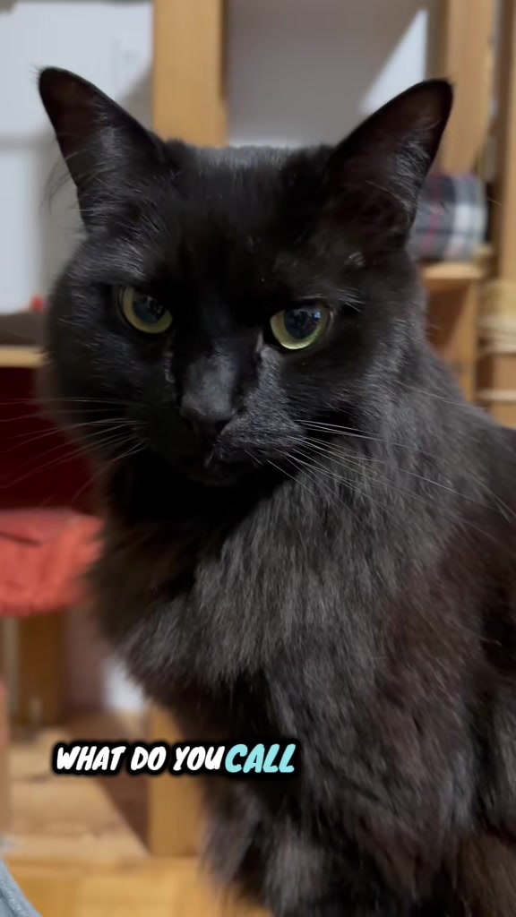 @Sir FluffyButt,the cat🇨🇦🇺🇦