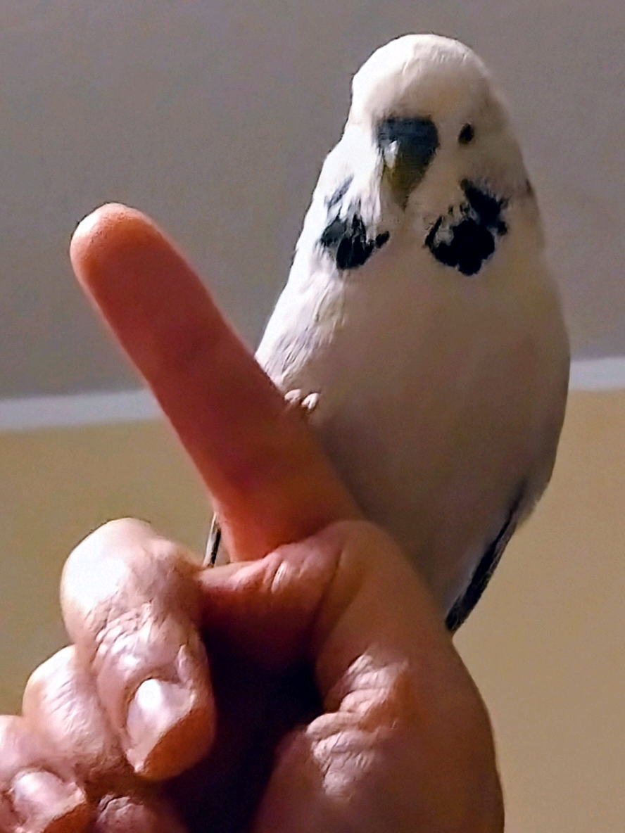 @Taha the Budgie