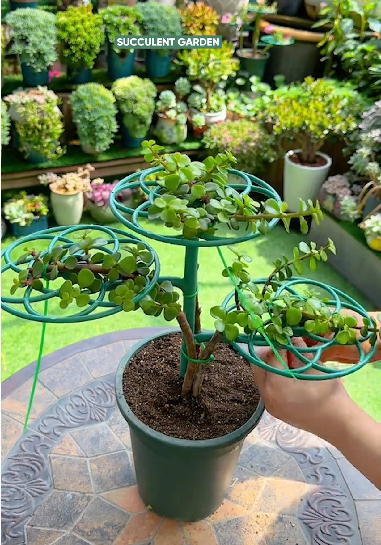 @Succulent Garden