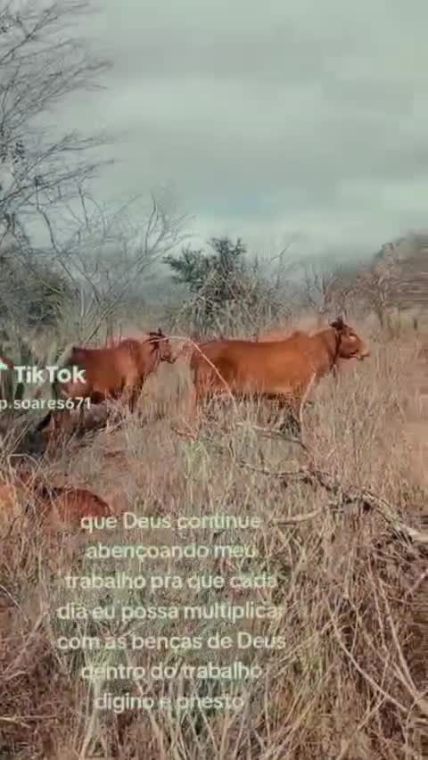 @👩&zwj;🦱 BRUNA MARTINS👩&zwj;🦱