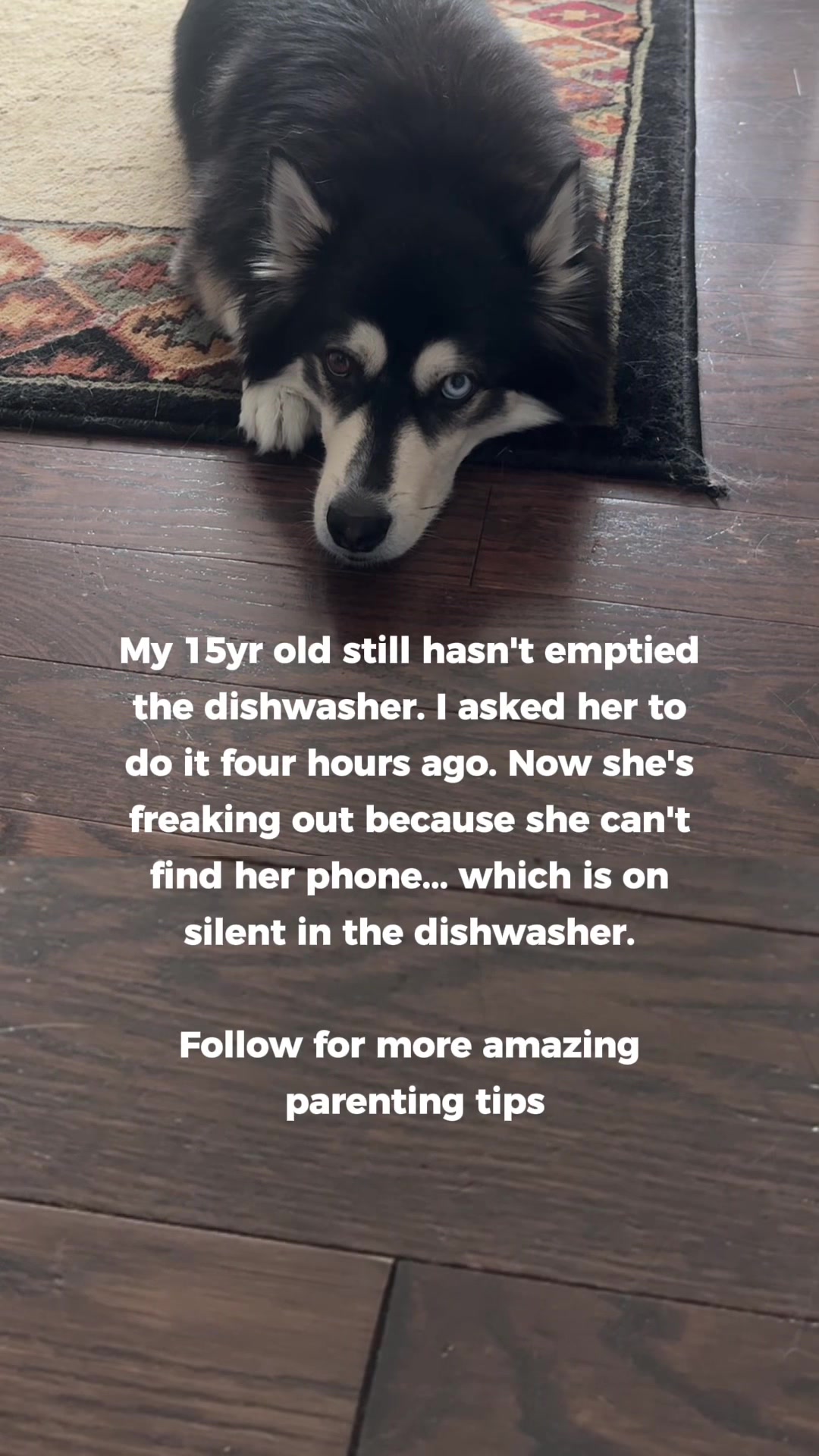 @Zeus the Pomsky🐾