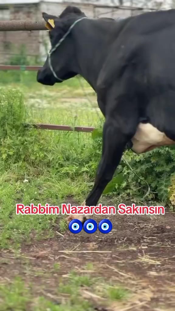 @B&Uuml;Y&Uuml;KBAŞ HAYVANCILIK