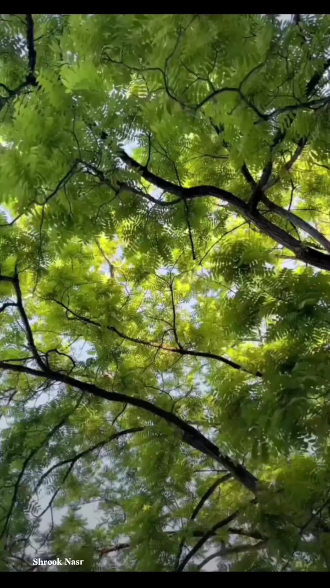 @شـروق نـصـر