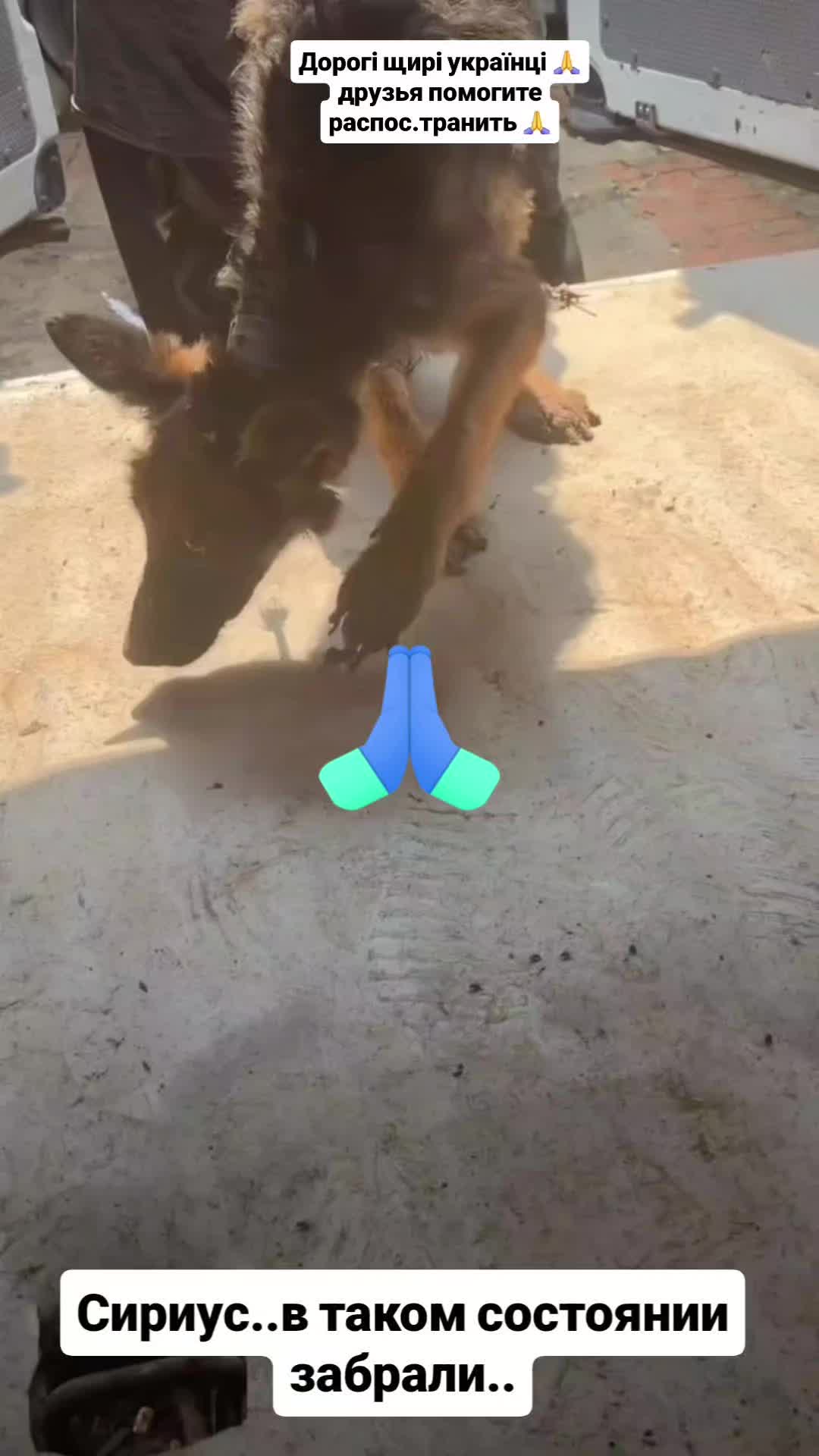 @animal