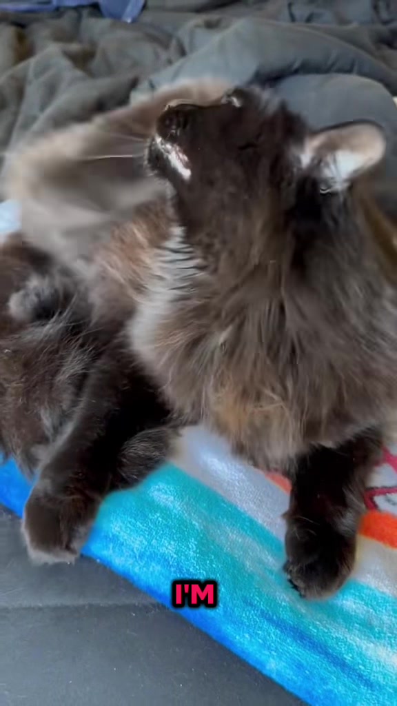 @Sir FluffyButt,the cat🇨🇦🇺🇦