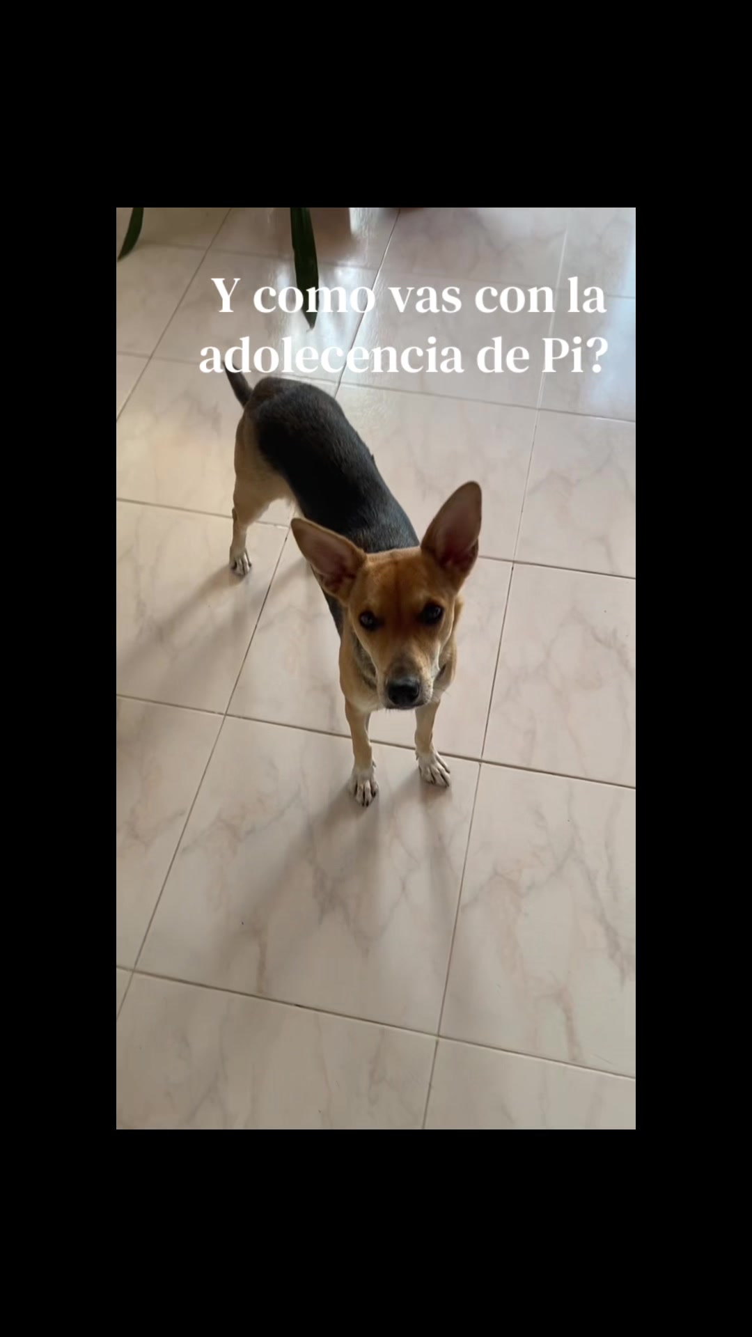 @cattalolo