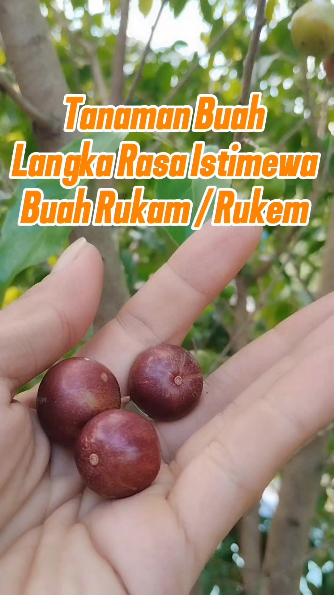 @Bukit Farming