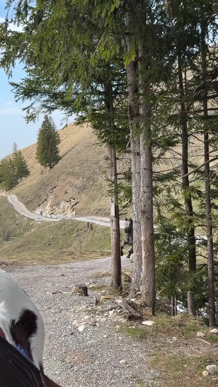 @ThunderGallops