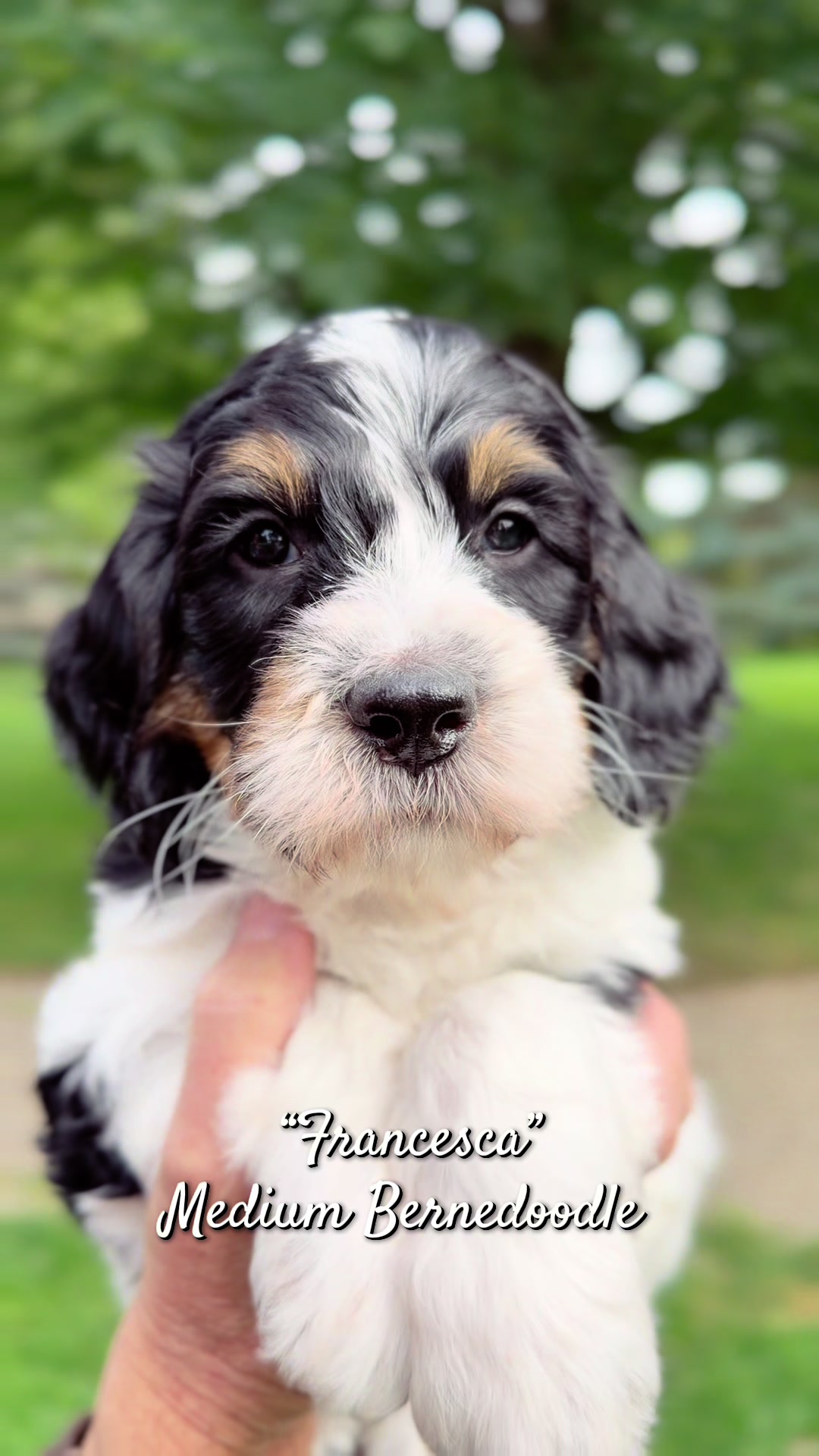 @Rocky View Bernedoodles 🇨🇦