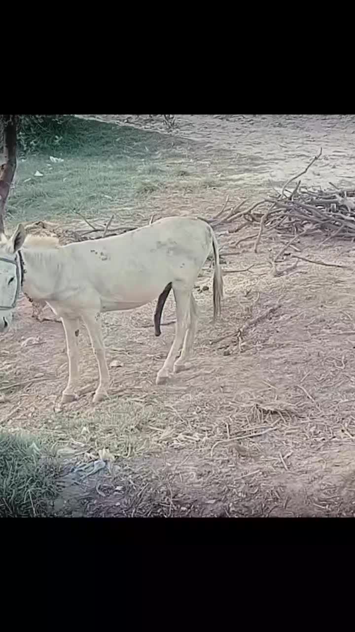 @salmanbrand33