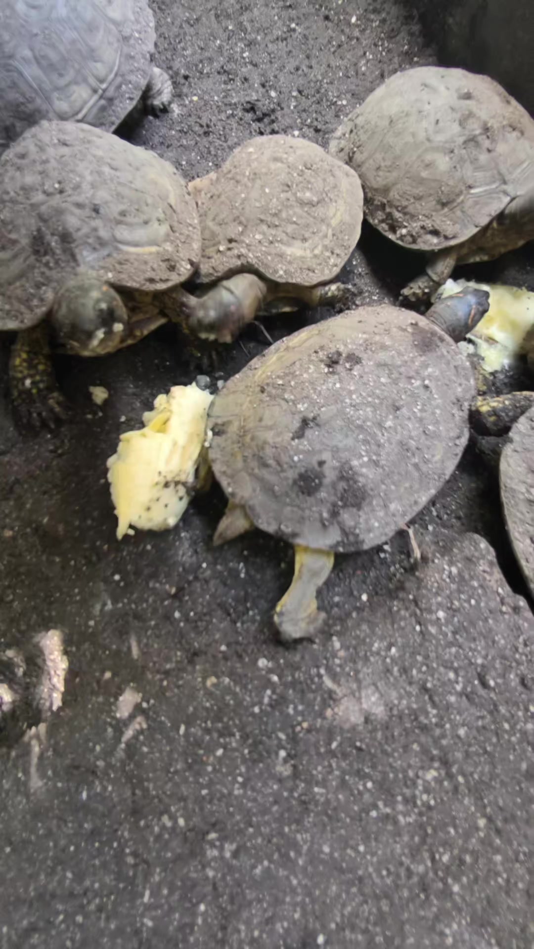 @DellGtz🐢🌺