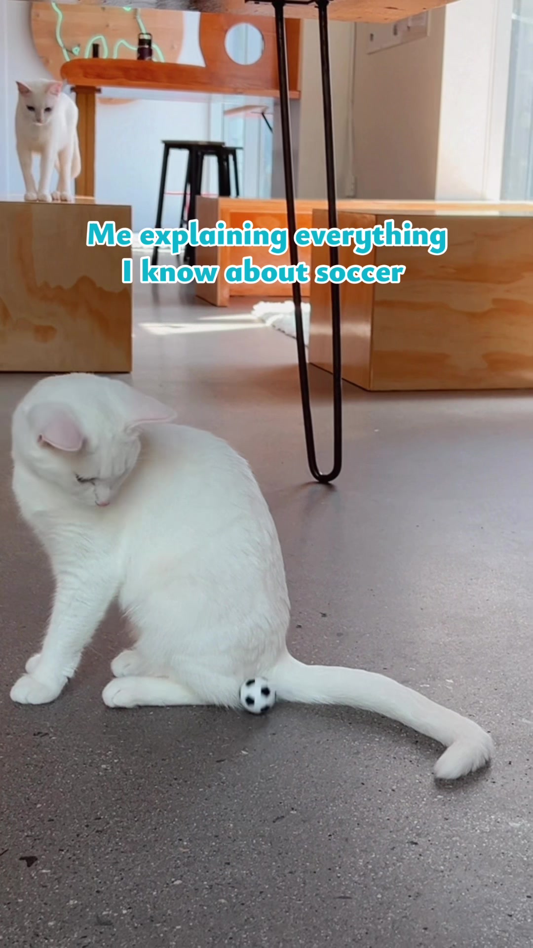 @Catfe