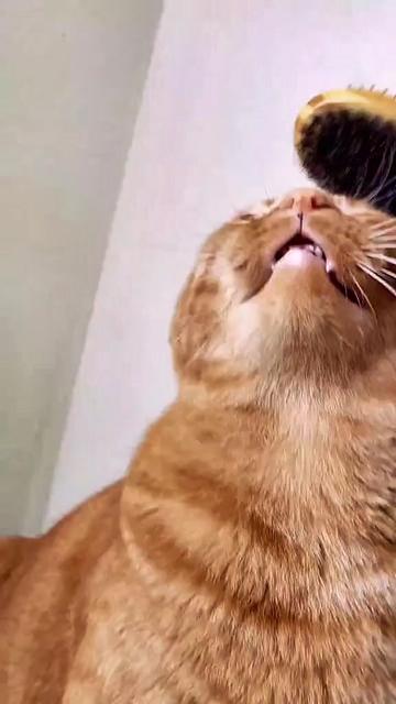 @MrFinn the cat