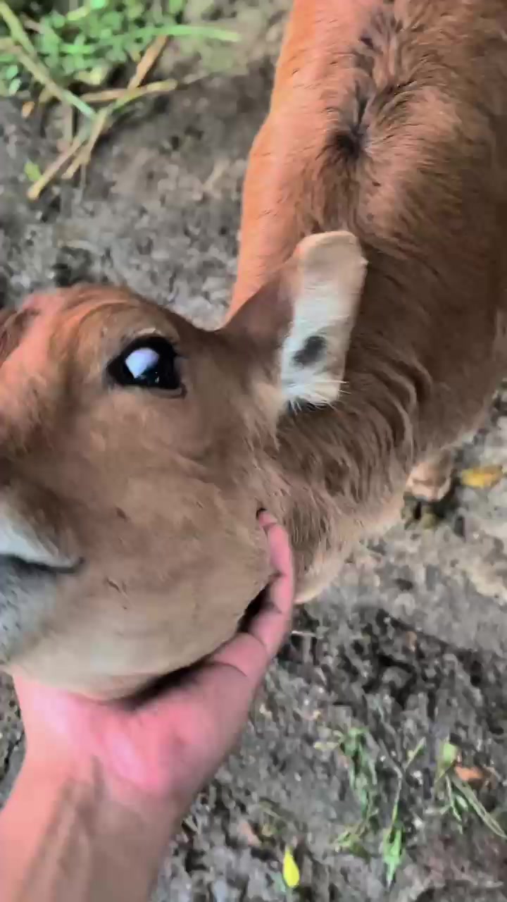 @BANDAR99_FARM