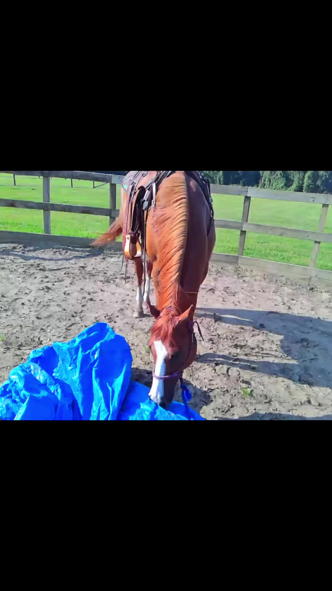 @Horselife