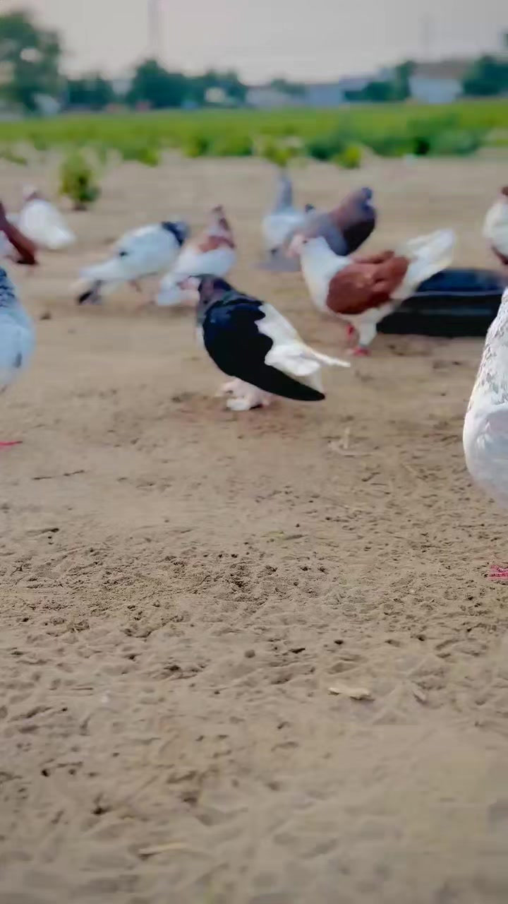 @عدیل رحمن لیہ وال کبوتر باز