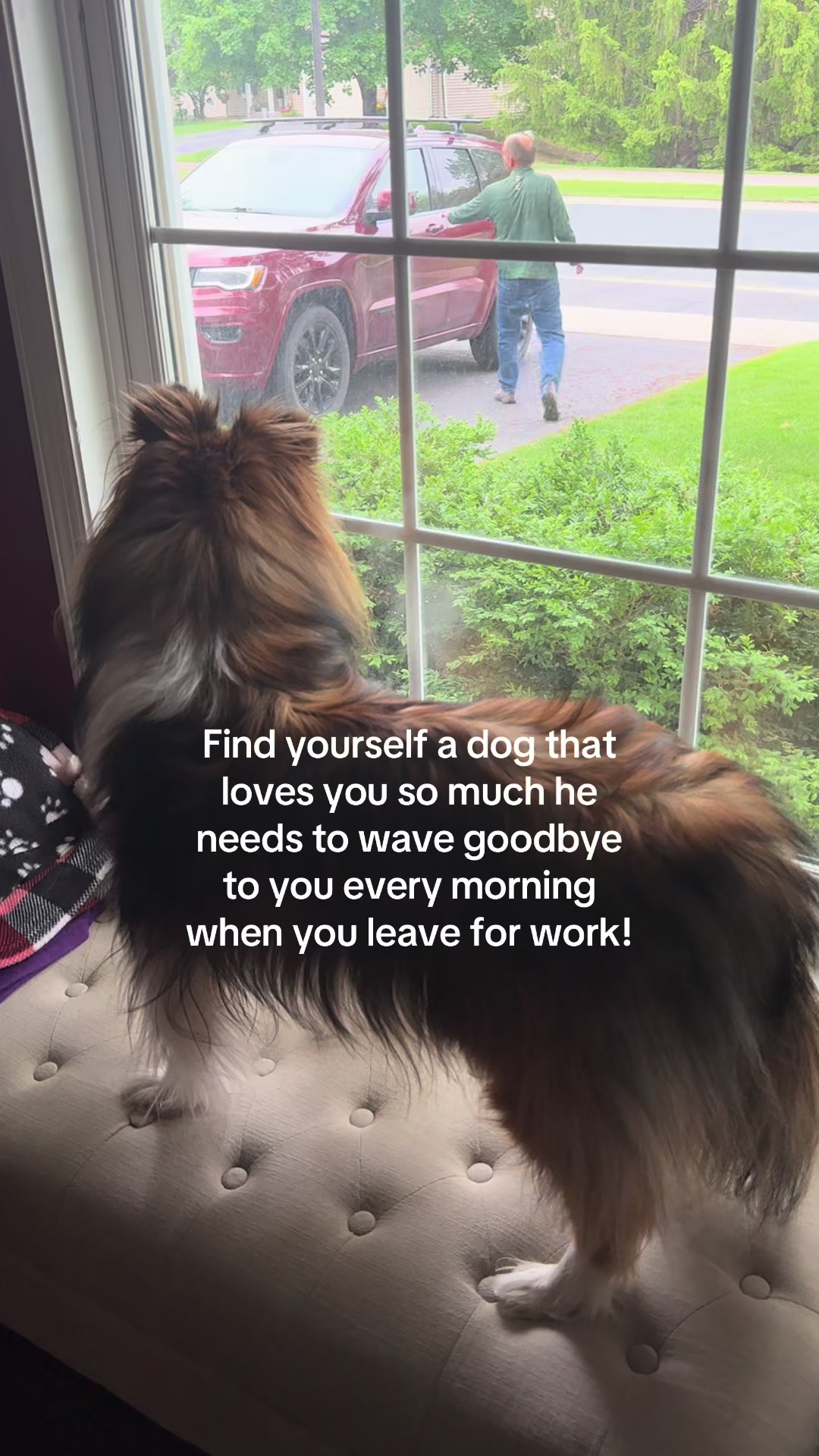 @Pepin The Sheltie