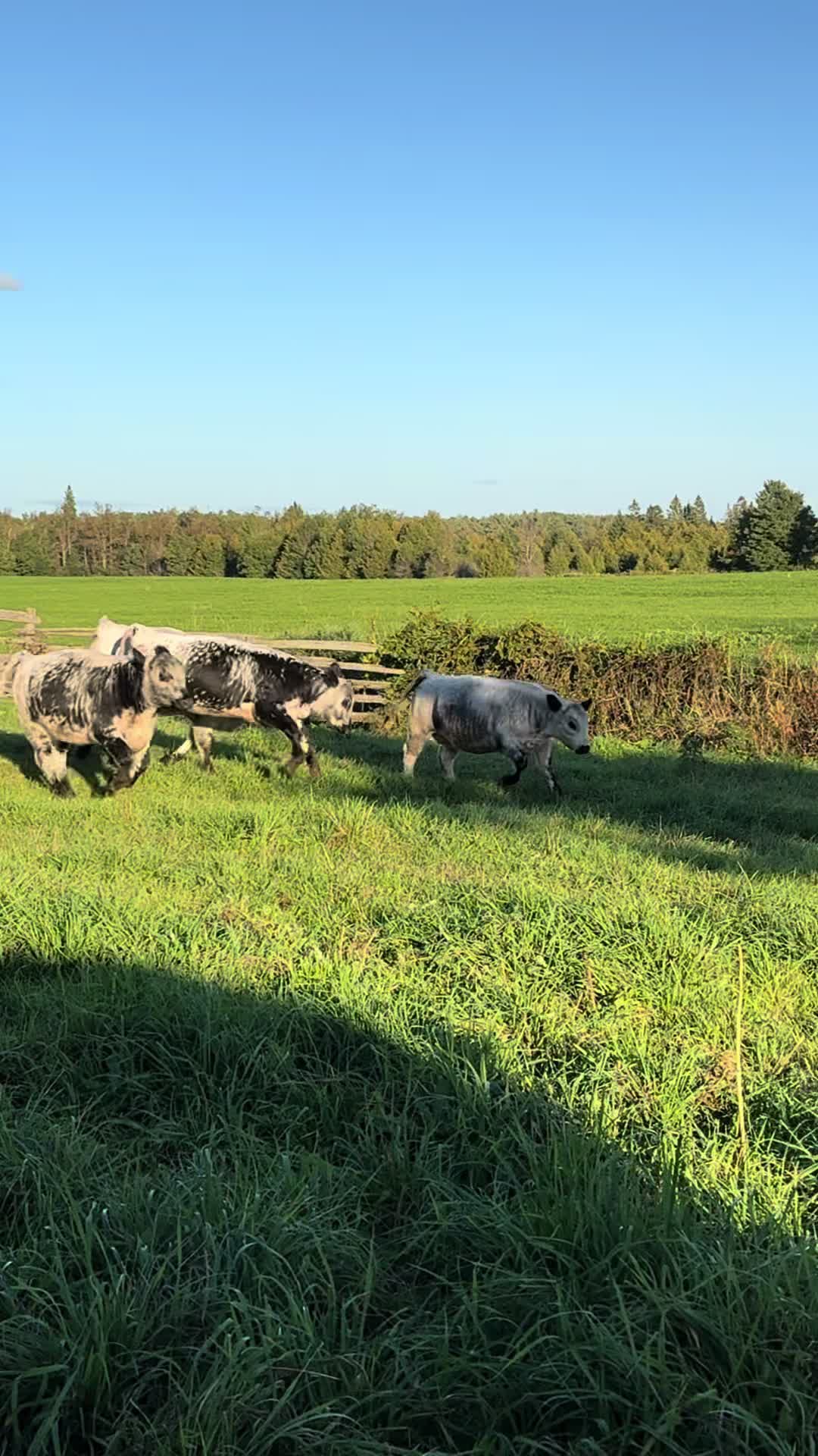 @Speckle Park Cattle